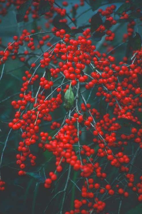 7g Red Sprite Winterberry