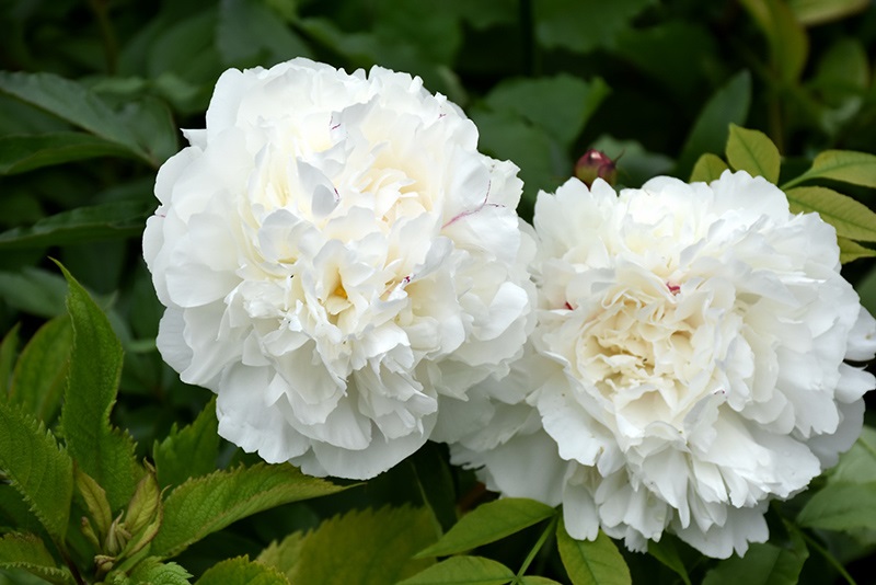 3g Duchesse De Nemours Peony