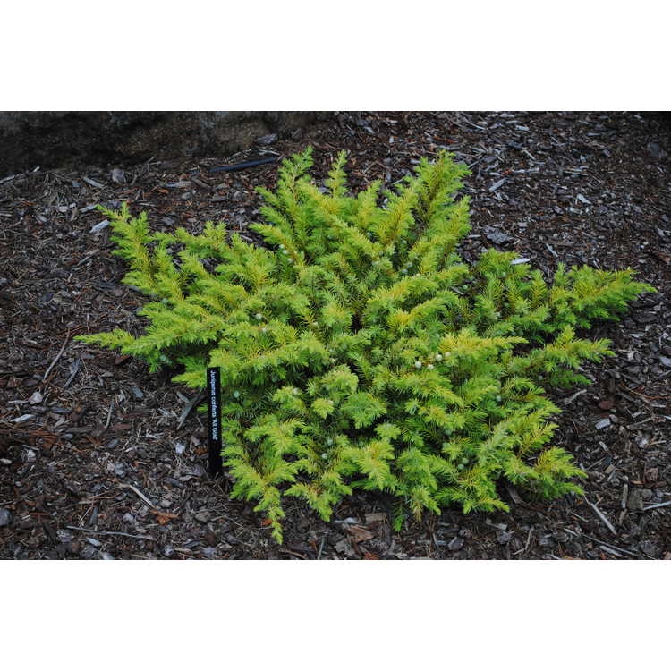 3g Golden Pacific Juniper