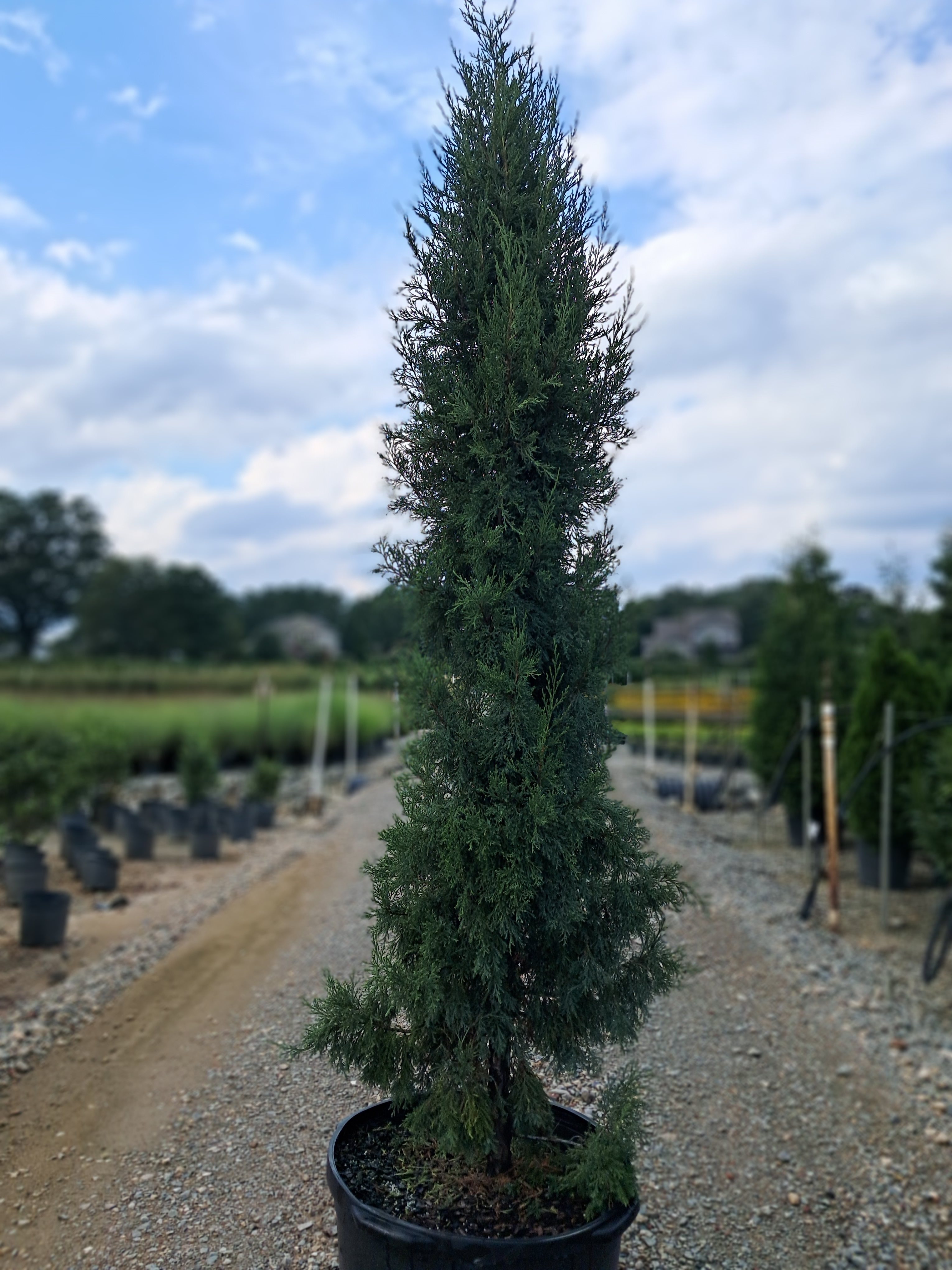 25g Taylor Eastern Red Cedar