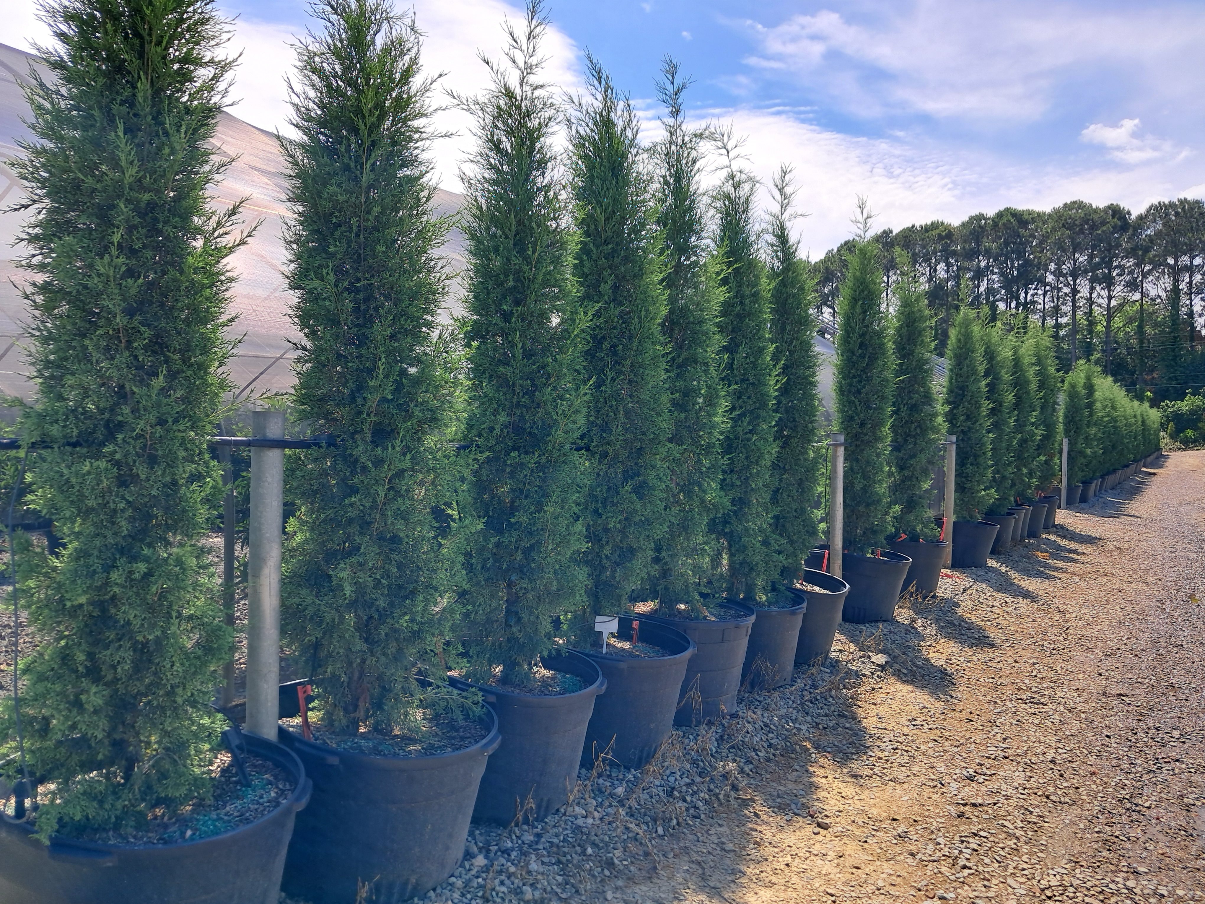 25g Taylor Eastern Red Cedar