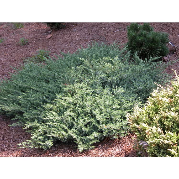 3g Blue Pacific Shore Juniper