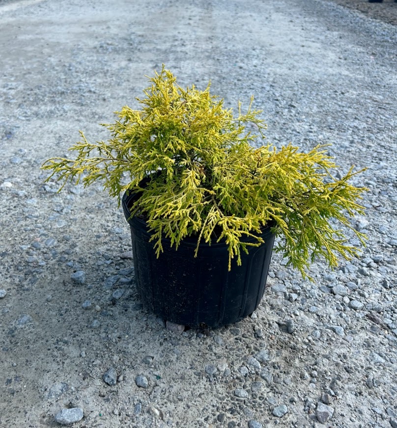 3g King's Gold Threadleaf Falsecypress