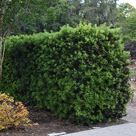 10g Chinese Shrub Yew