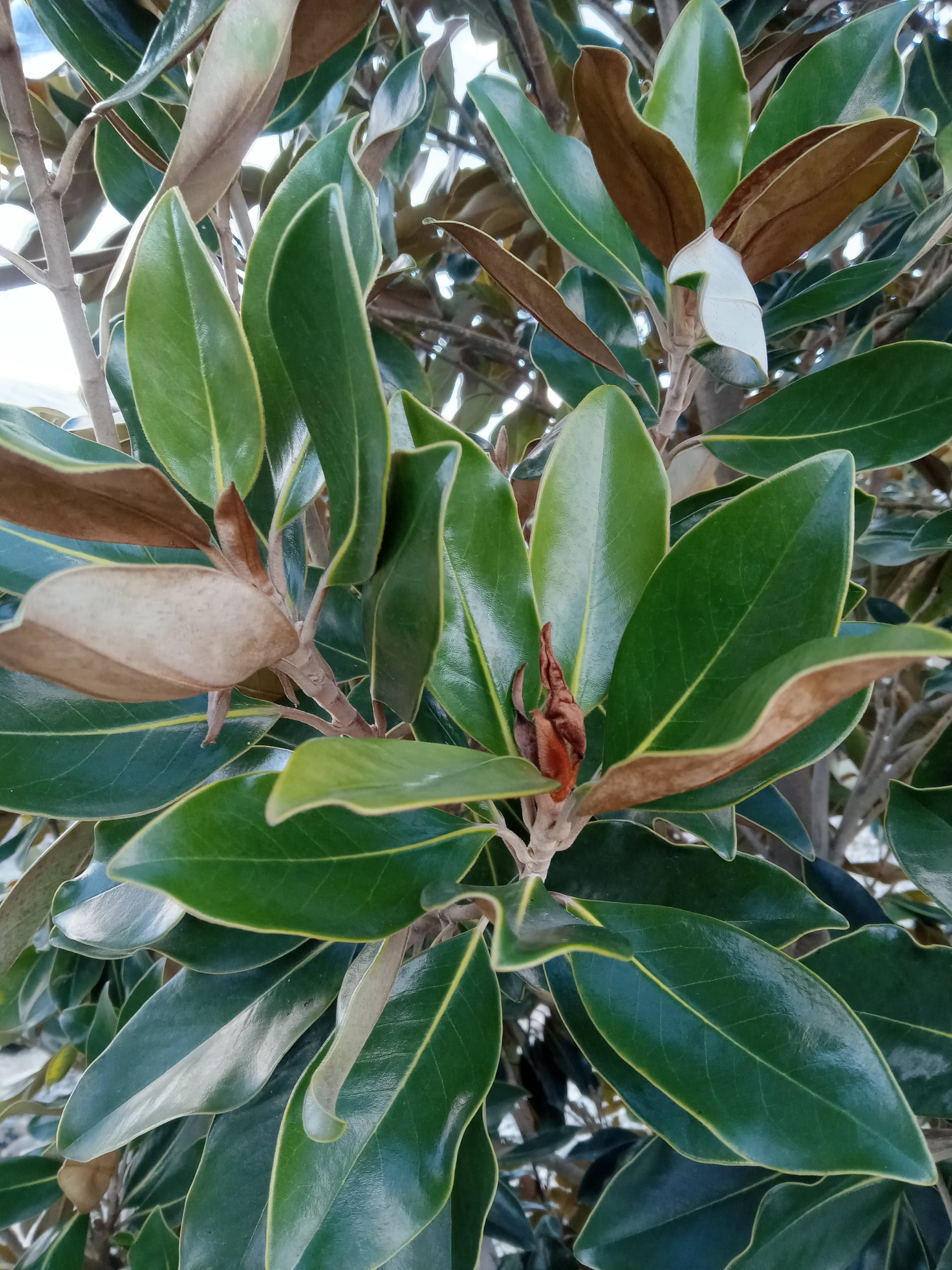 southern magnolia tree leaves