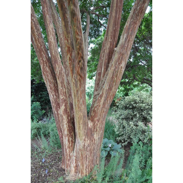 15g Natchez Crape Myrtle