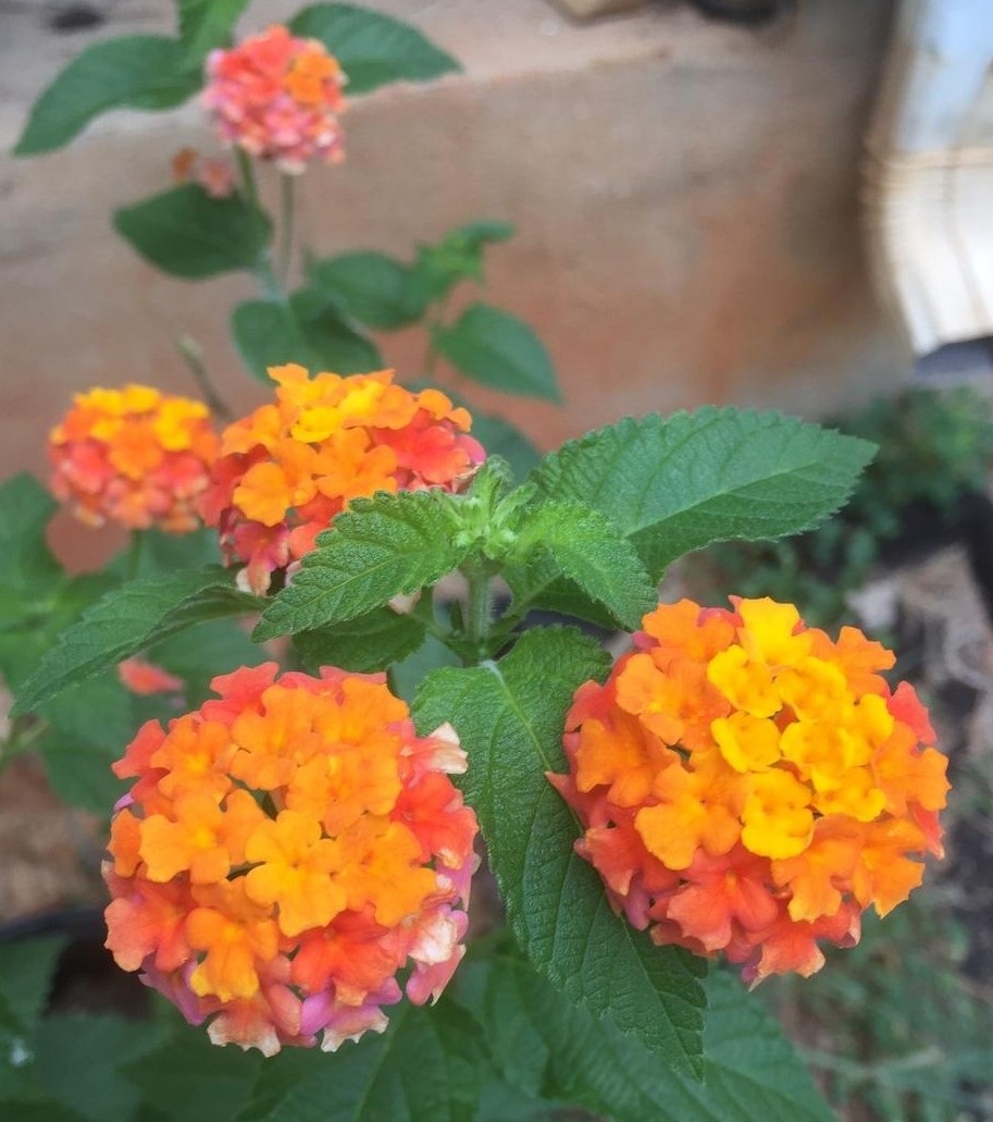 3g Miss Huff Lantana