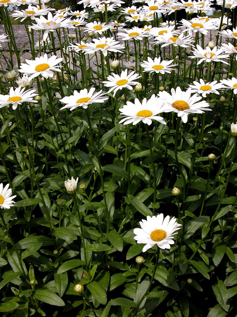 1g Becky Shasta Daisy