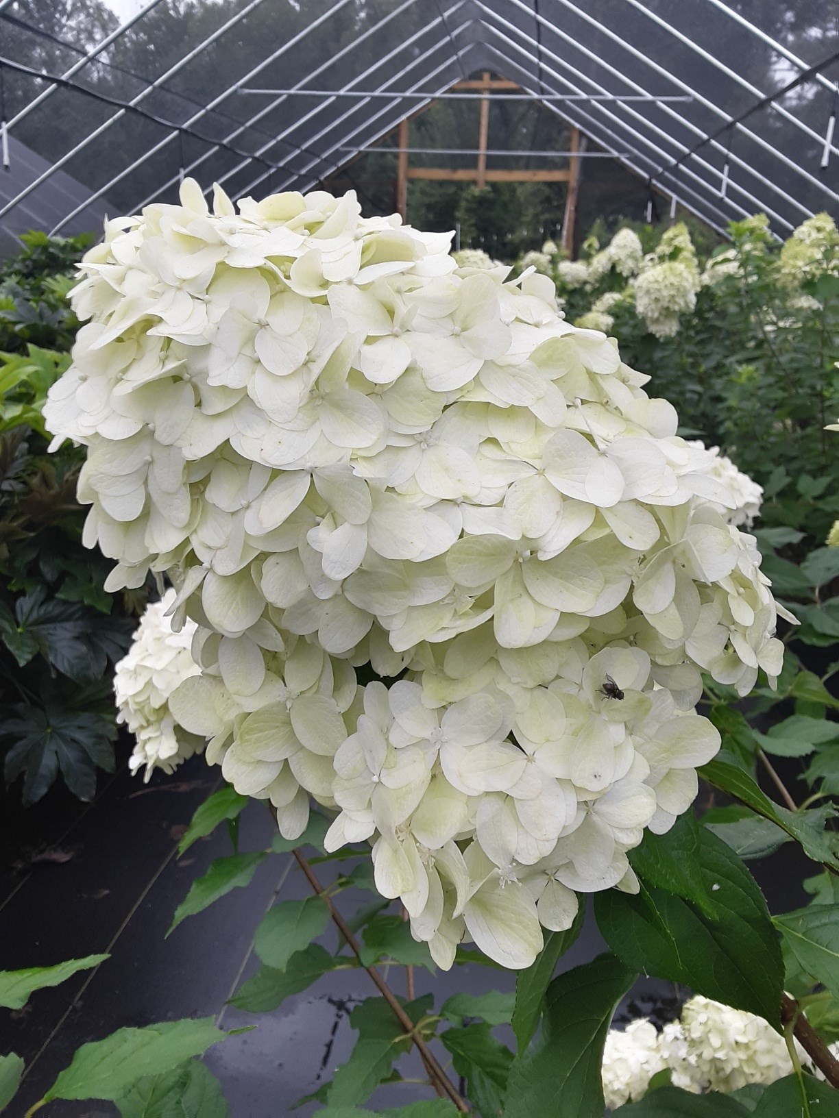 15g Limelight Hydrangea - Tree Form