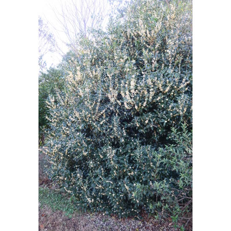 15g Fruitlandii Osmanthus