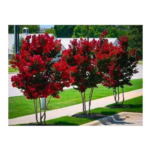 25g Miss Frances Crape Myrtle