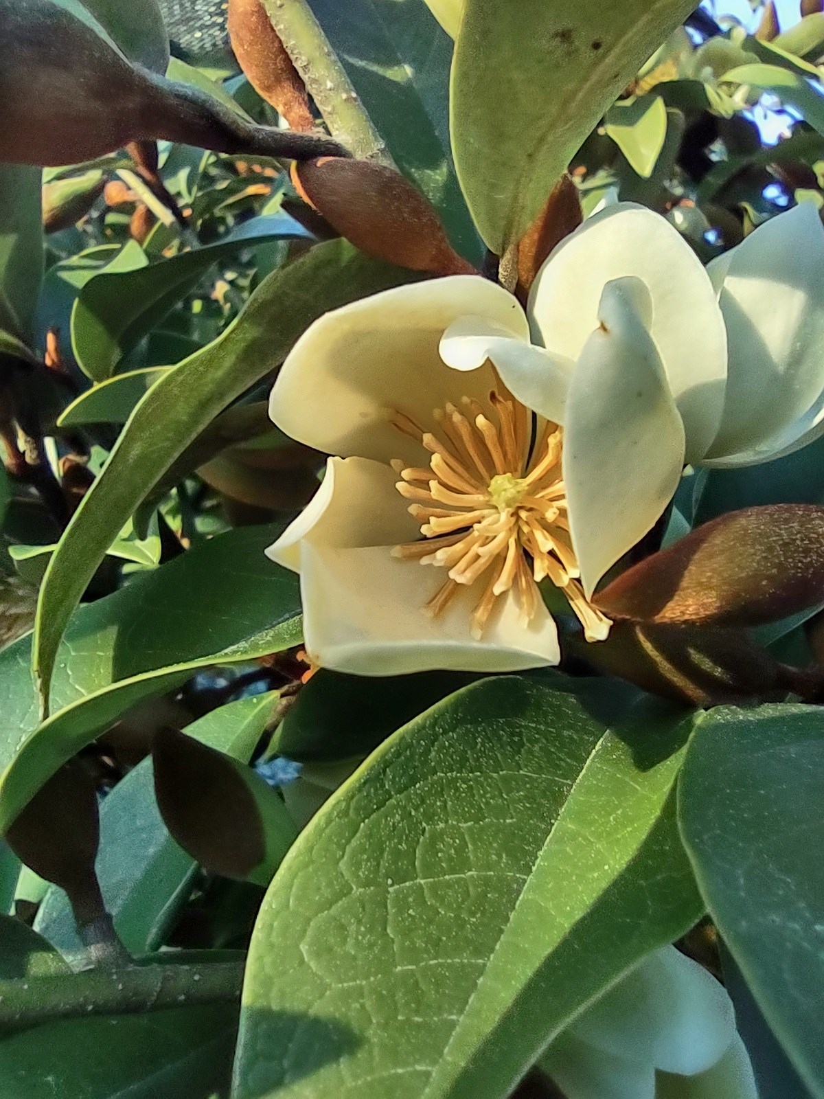 15g Serendipity Magnolia - Single Stem Tree Form