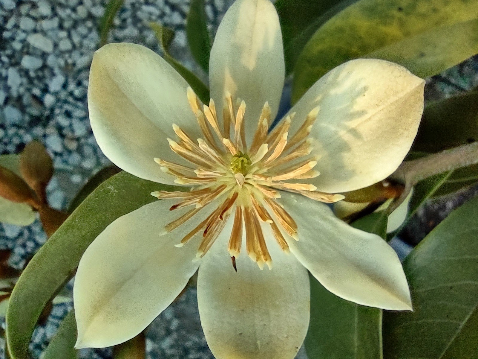 15g Serendipity Magnolia
