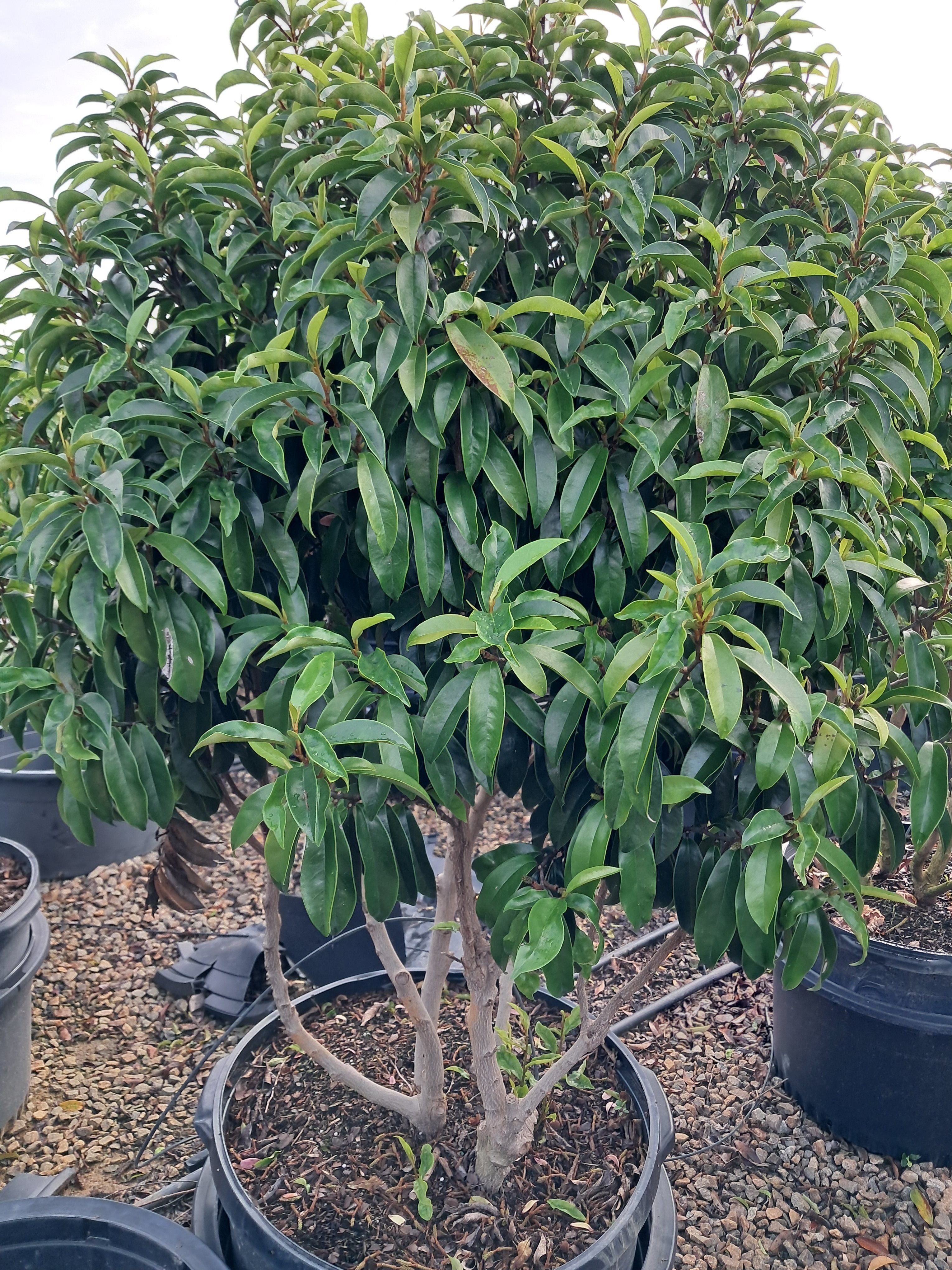 25g Stellar Ruby Magnolia - TREE FORM