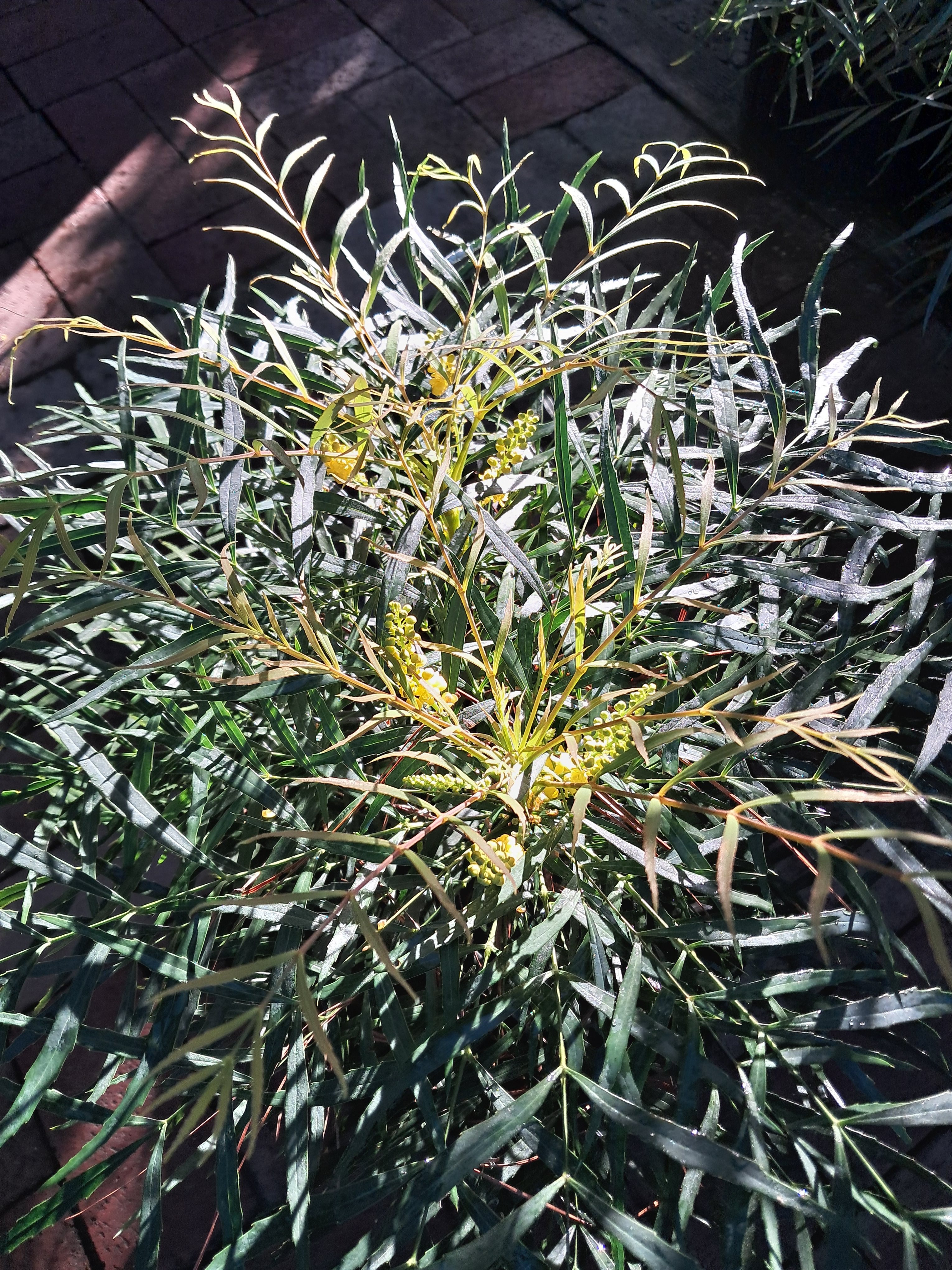 5g Soft Caress Mahonia