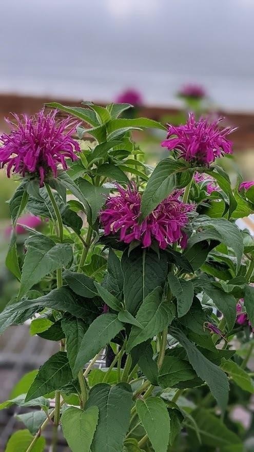 1g Balmy Lilac Monarda (Bee Balm)