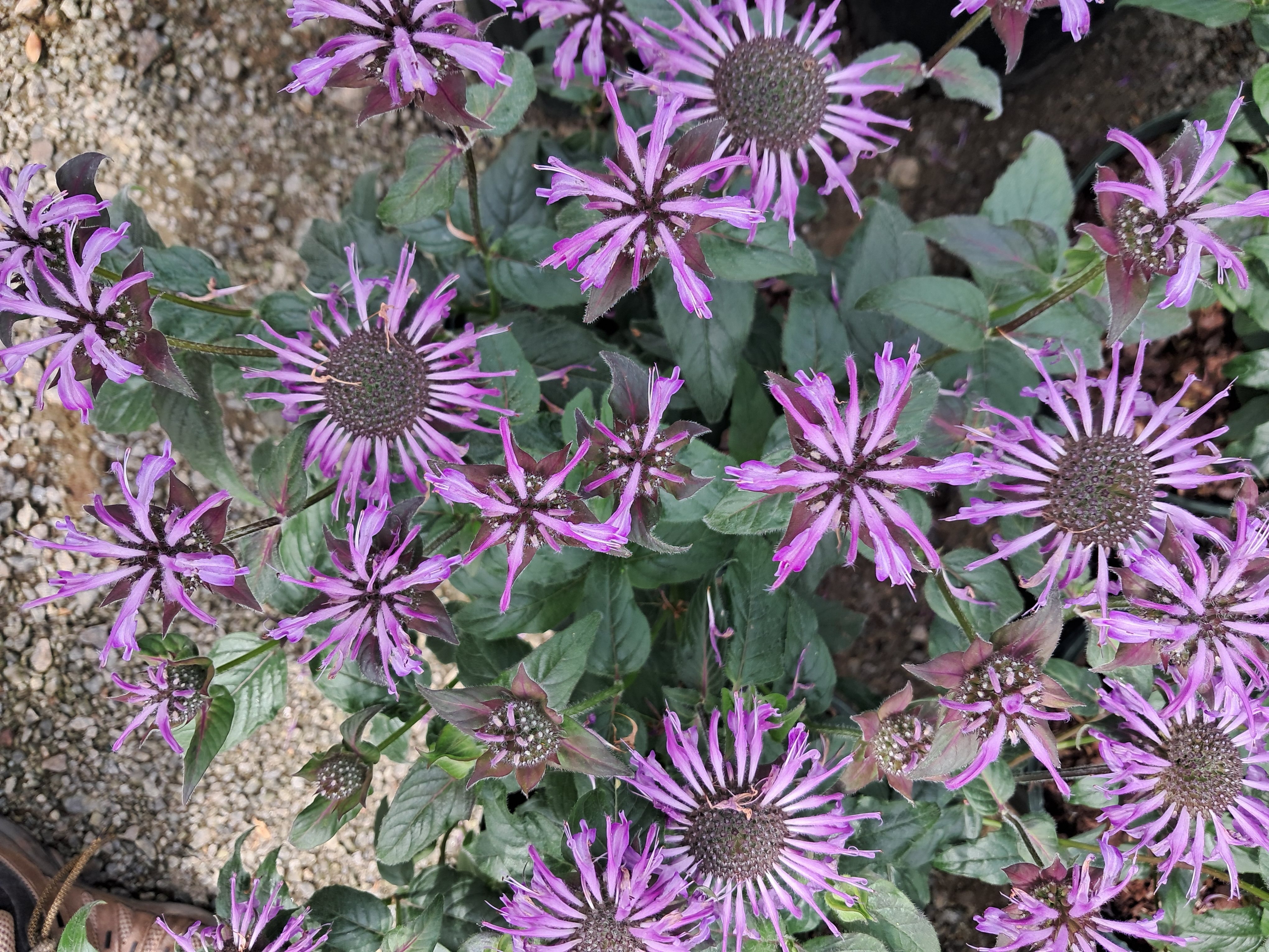 2g  Sugar Buzz® Blue Moon Bee Balm