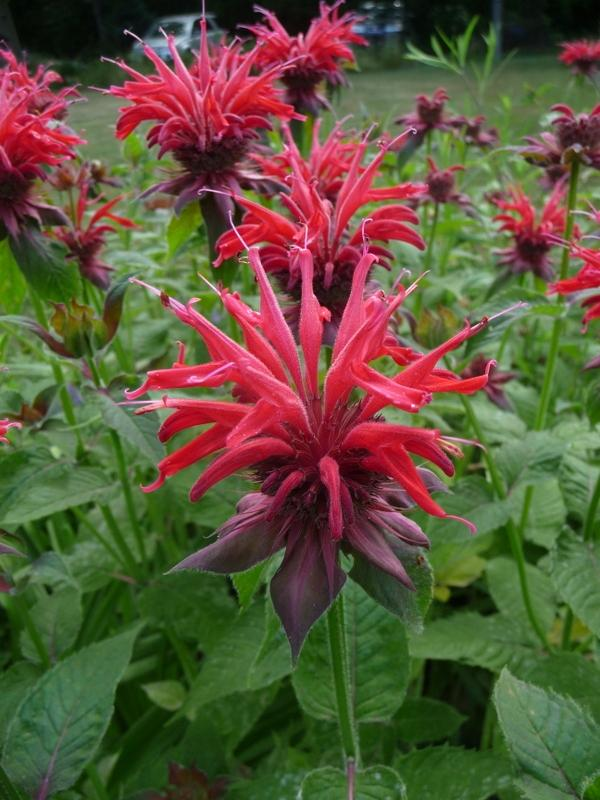 1g Jacob Cline Monarda (Bee Balm)