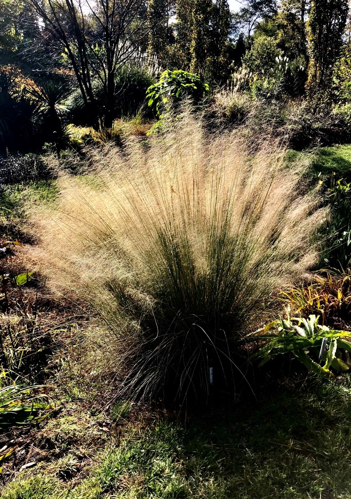 3g White Cloud Muhly Grass