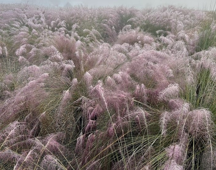 3g Pink Muhly Grass