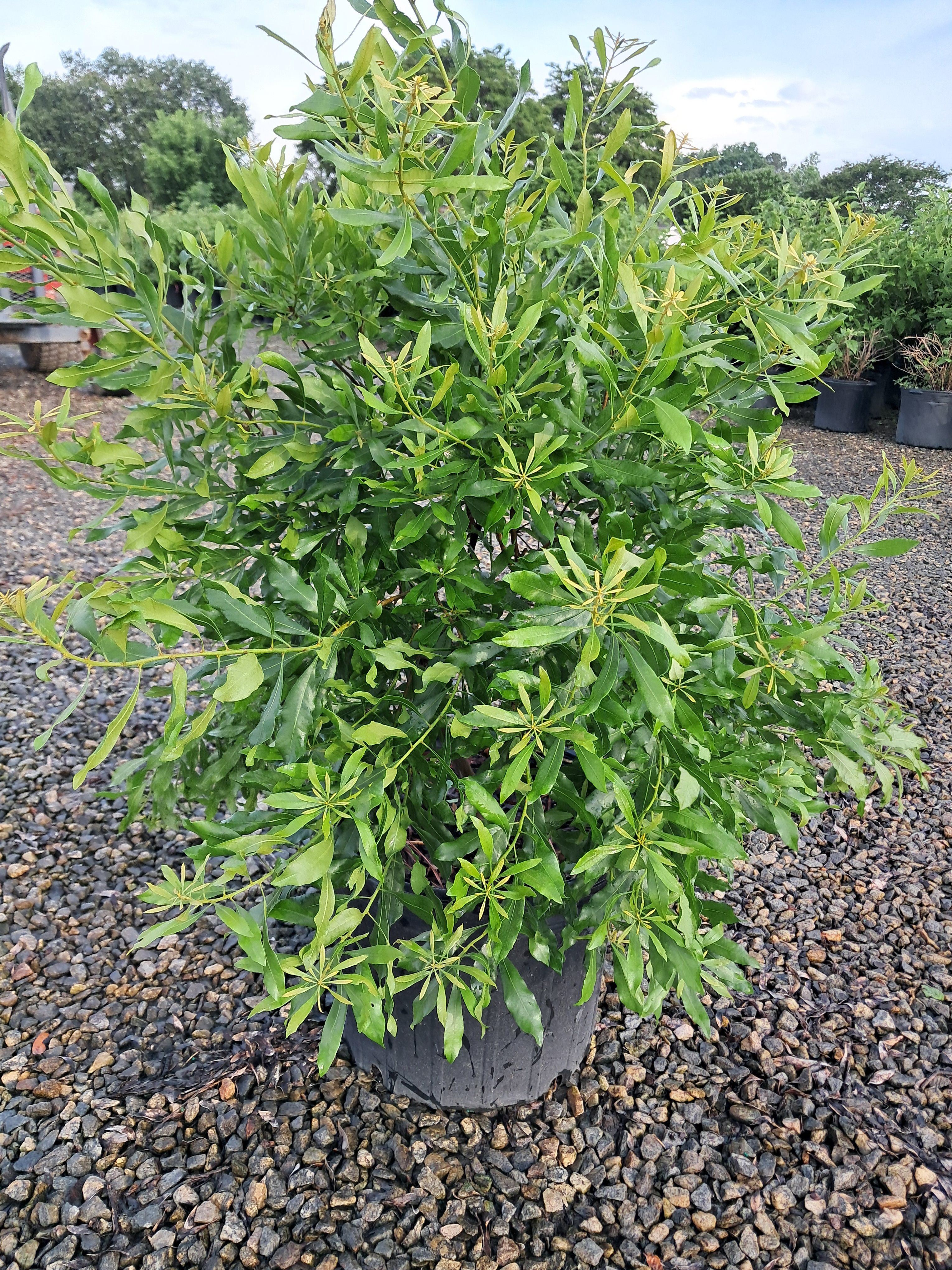 7g Adcock's Dwarf Wax Myrtle