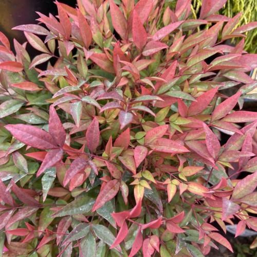 10g Heavenly Bamboo Nandina