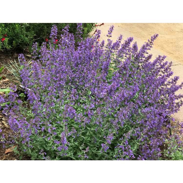 1g Junior Walker's Low Catmint