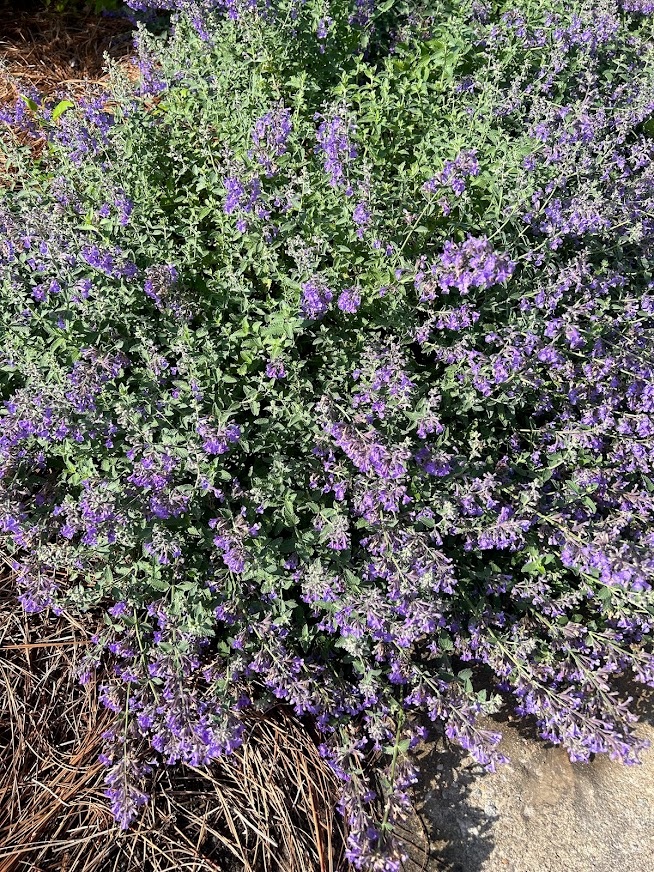 3g Walker's Low Catmint