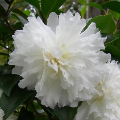 7g October Magic® Ivory™ Camellia