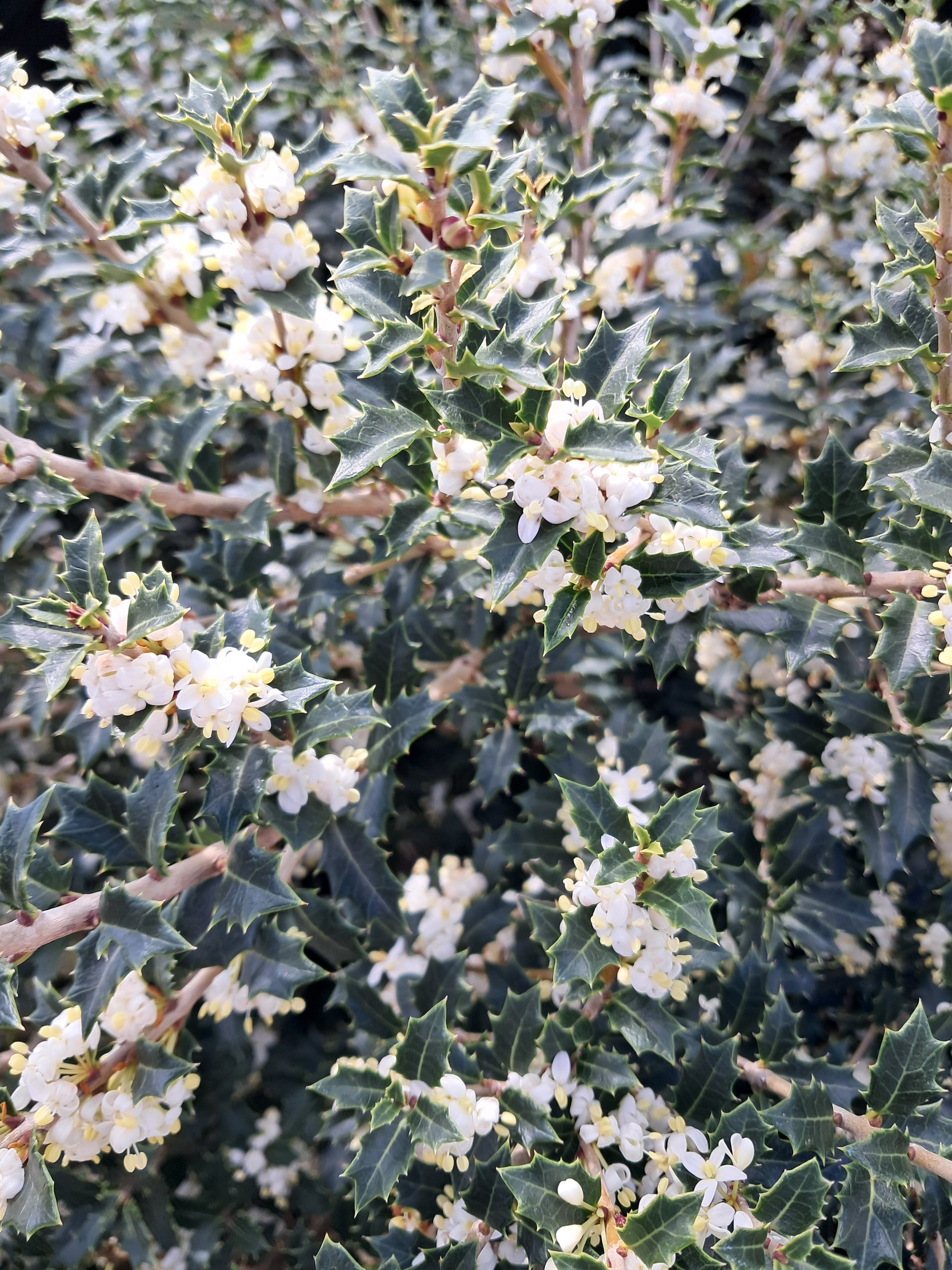 10g Kaori Hime Little Leaf False Holly