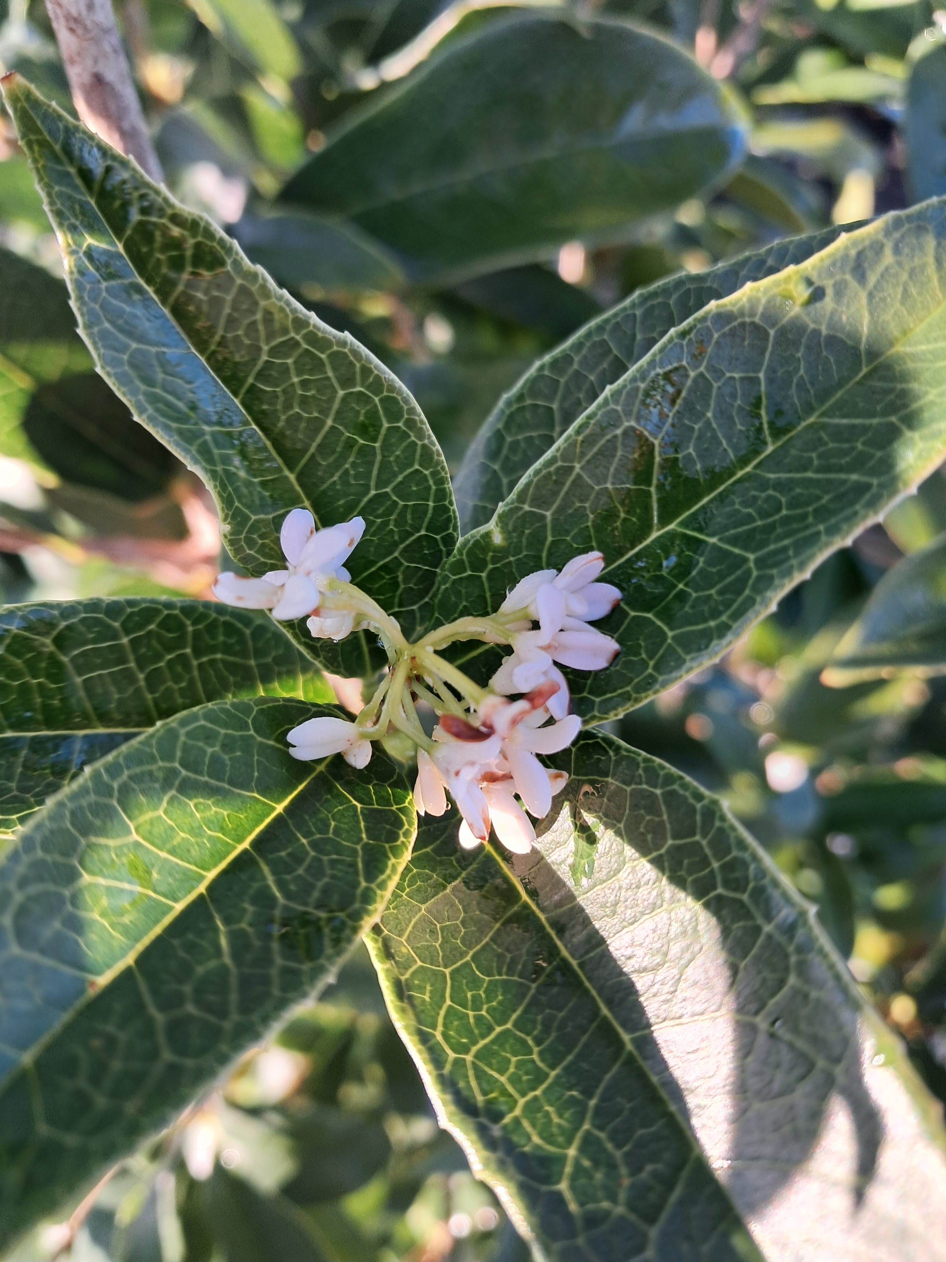 10g Fragrant Tea Olive