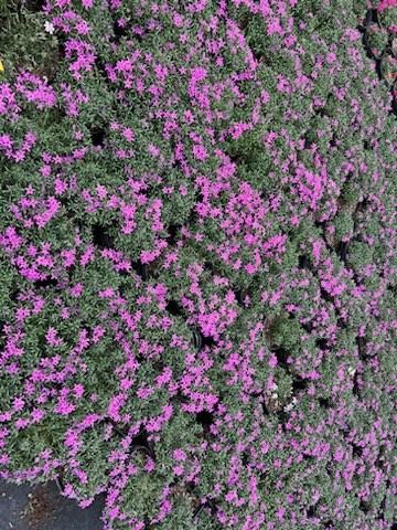 1g Crimson Beauty Creeping Pink Phlox