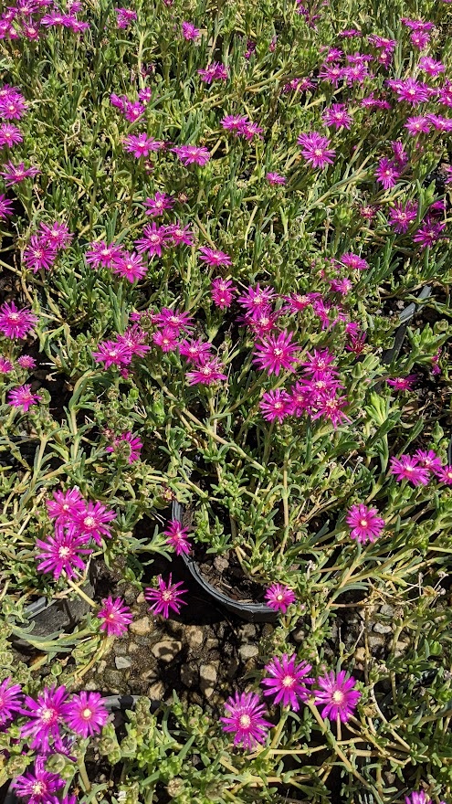 1g Ice Plant