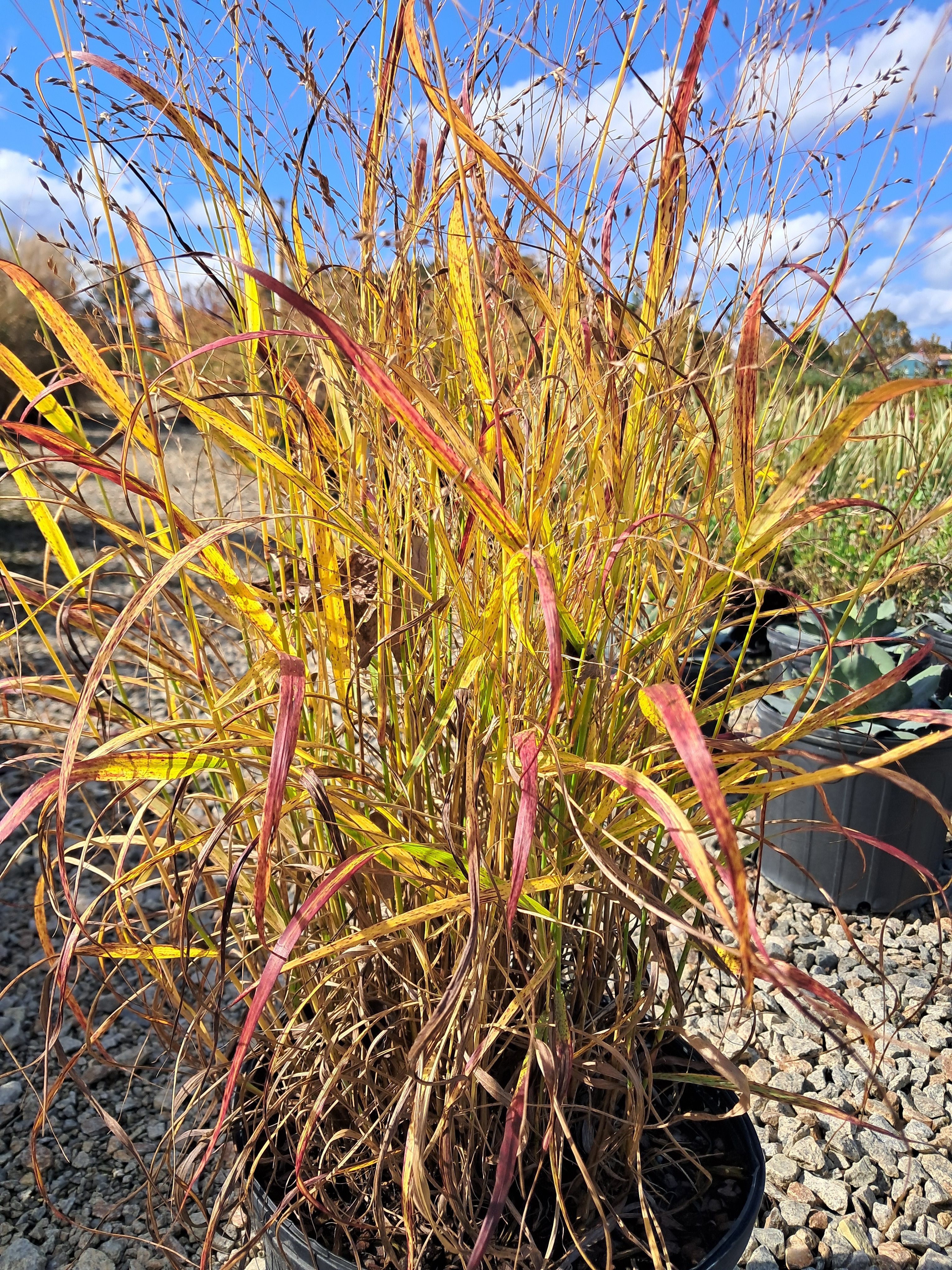 3g Red Flame Switch Grass