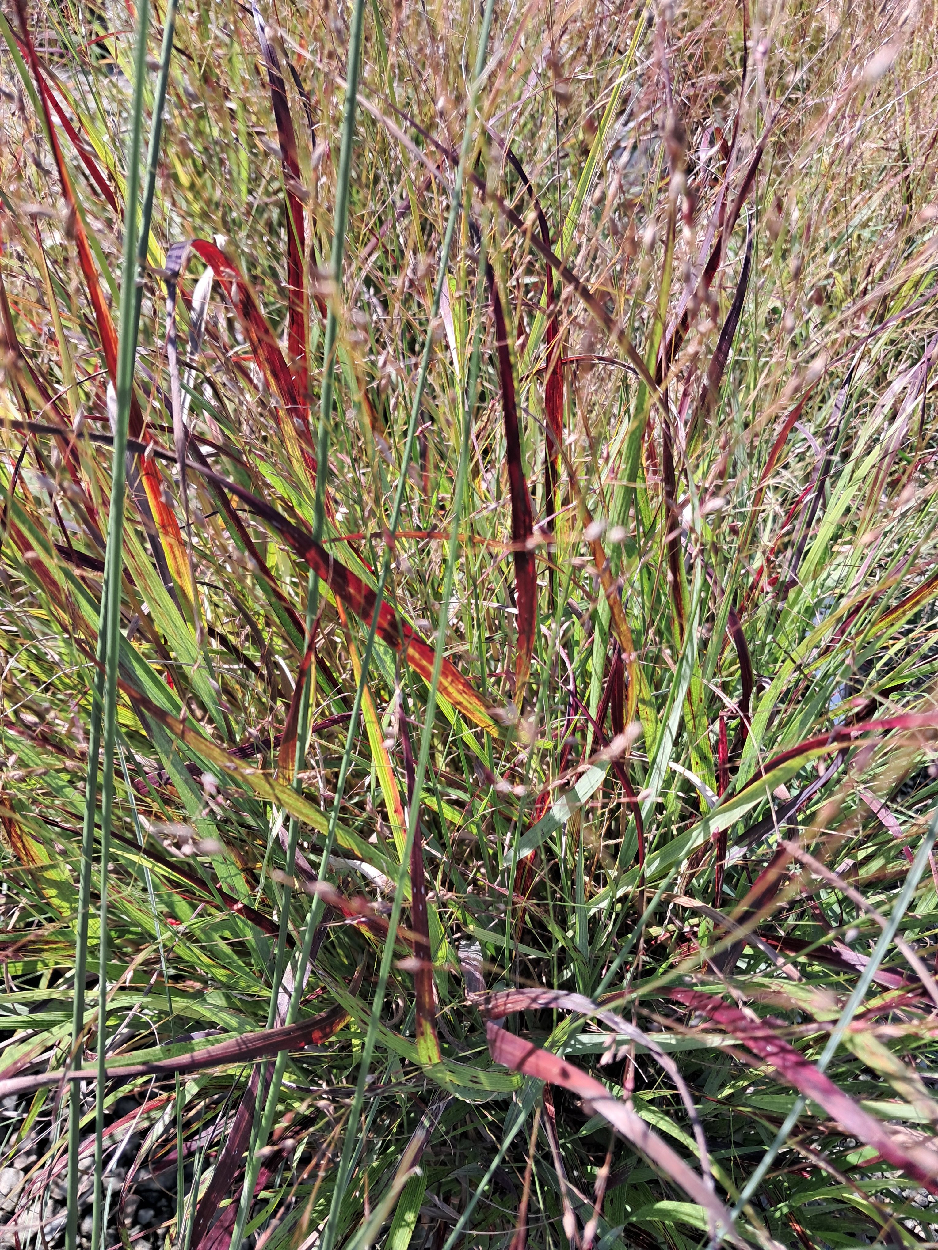 3g Red Flame Switch Grass