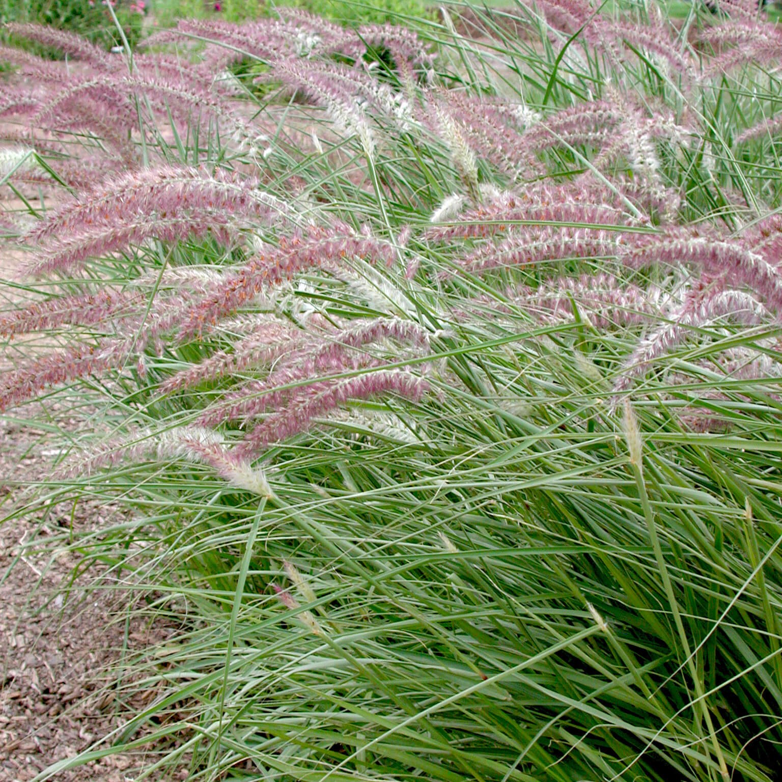 3g Karley Rose Fountain Grass