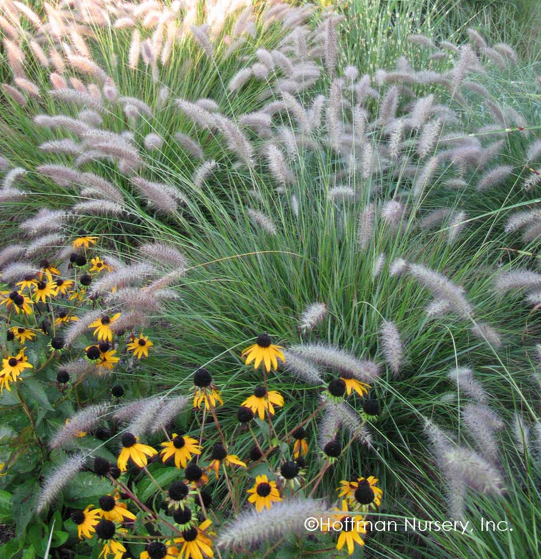 3g Cassian Dwarf Fountain Grass