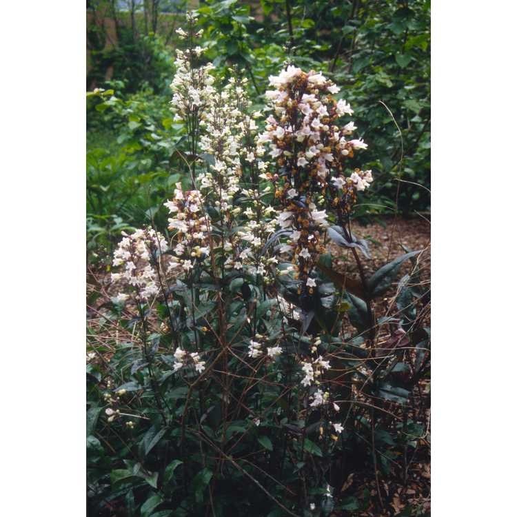 1g Foxglove Beardtongue