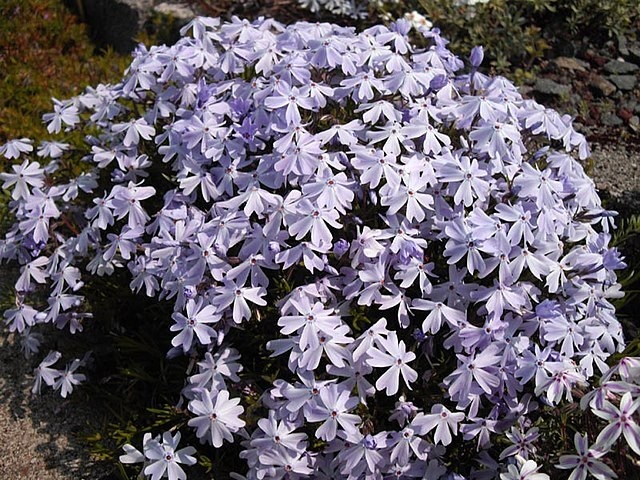 1g Emerald Cushion Blue Phlox