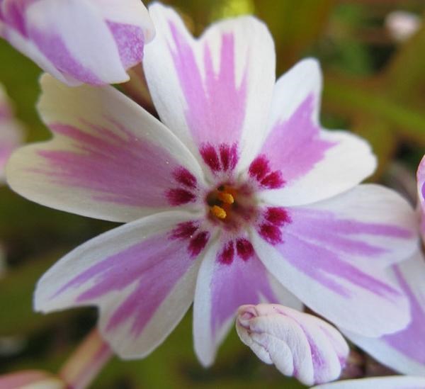 1g Candy Stripes Creeping Phlox