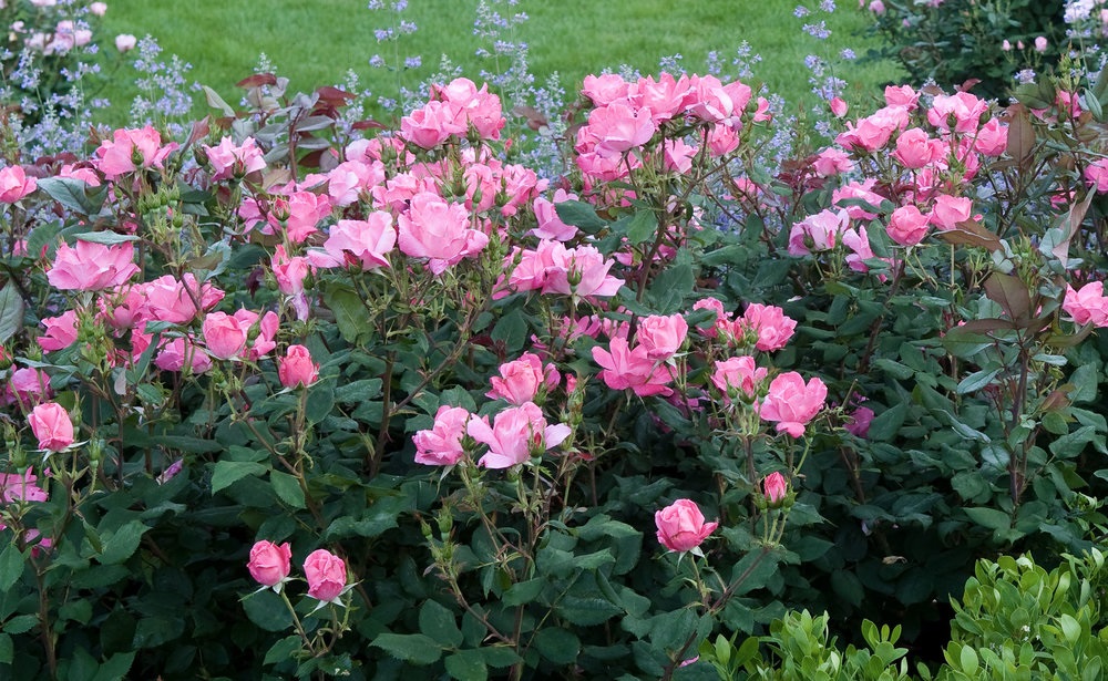 3g Double Pink Knock Out® Rose