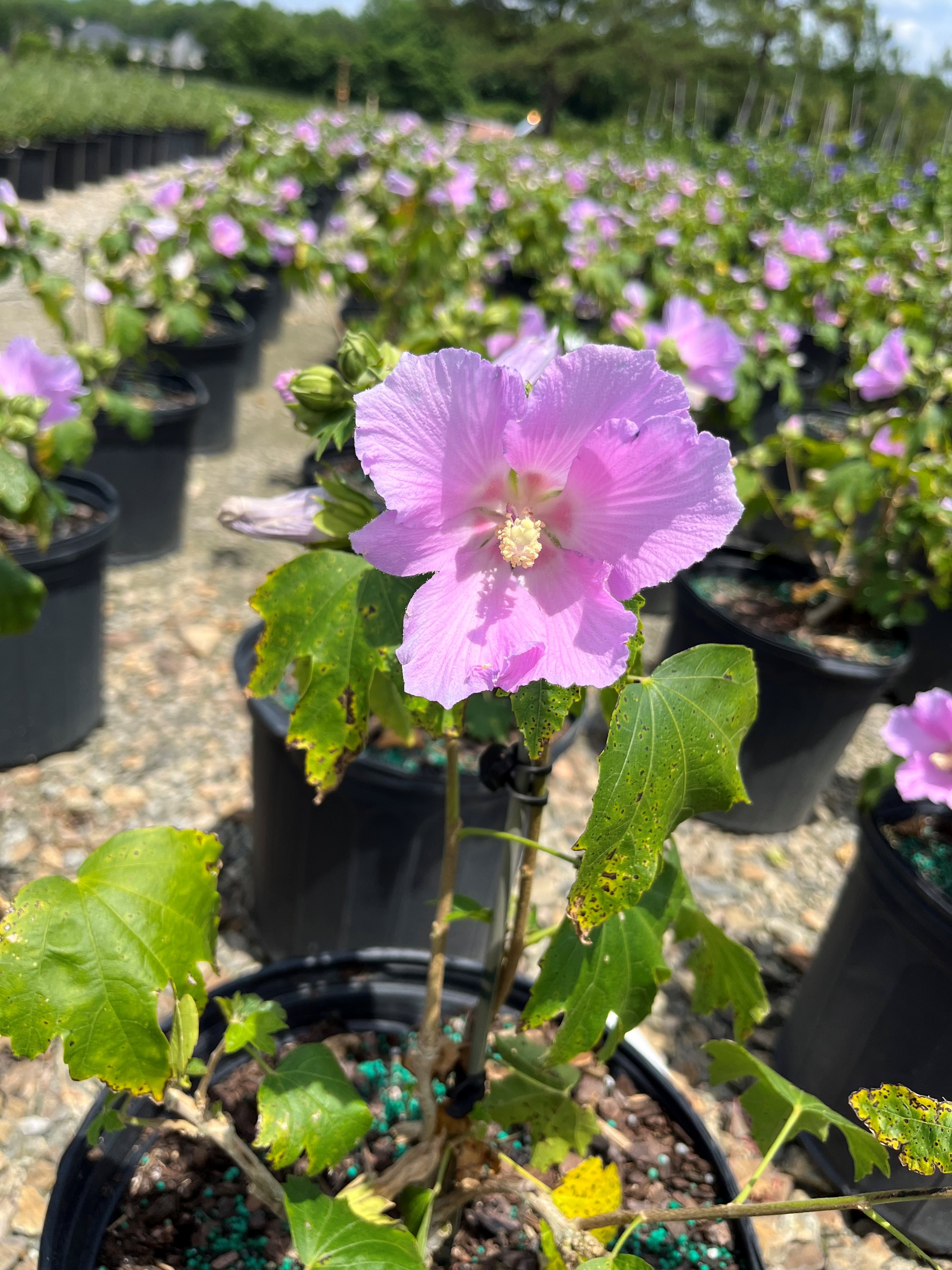 5g Pollypetite® Rose of Sharon
