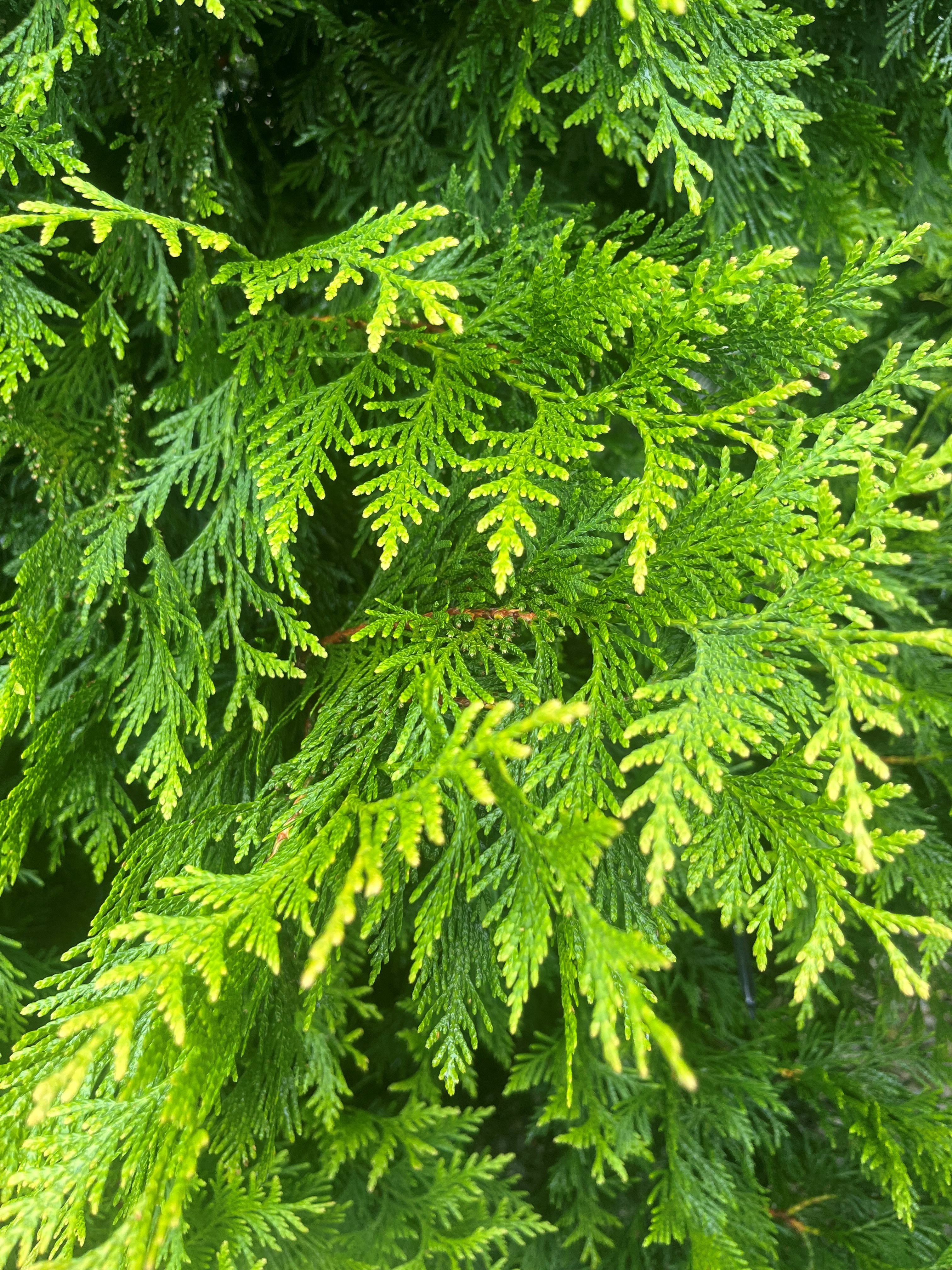 25g Bonafide™ Arborvitae - Propagation Prohibited