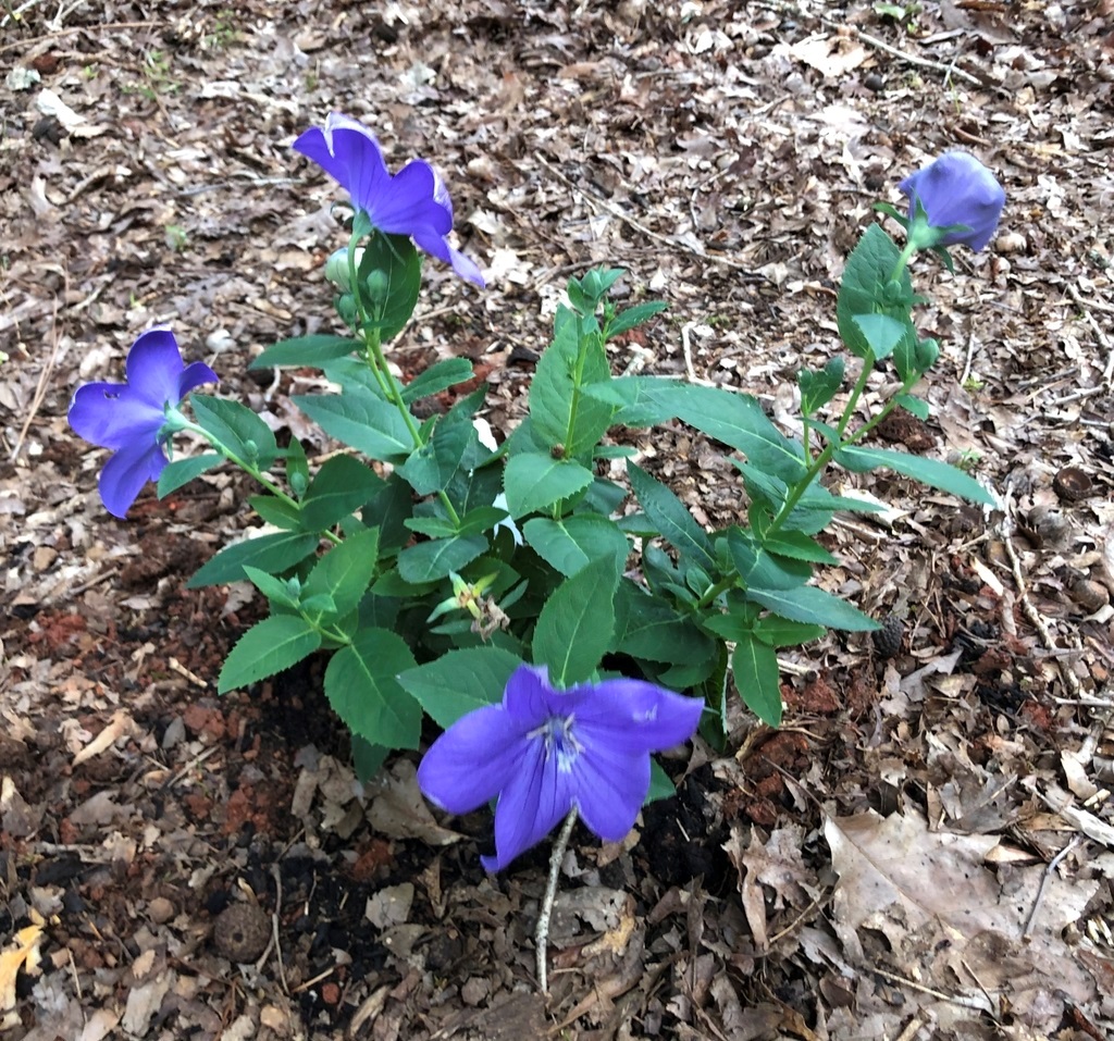 1g Astra Blue Balloon Flower