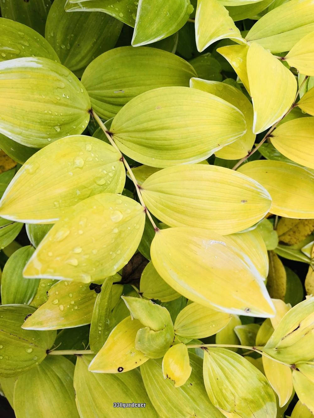 1g Variegated Solomon's Seal