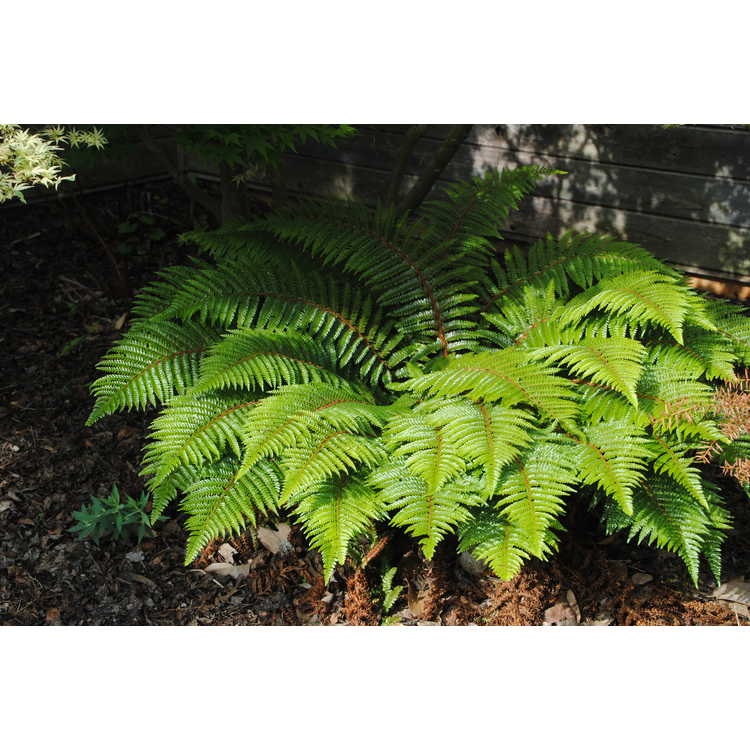 1g Tassel Fern