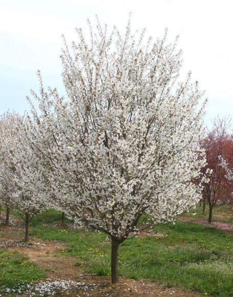 15g Snow Goose Flowering Cherry