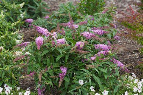 3g Pugster Pinker  Butterfly Bush