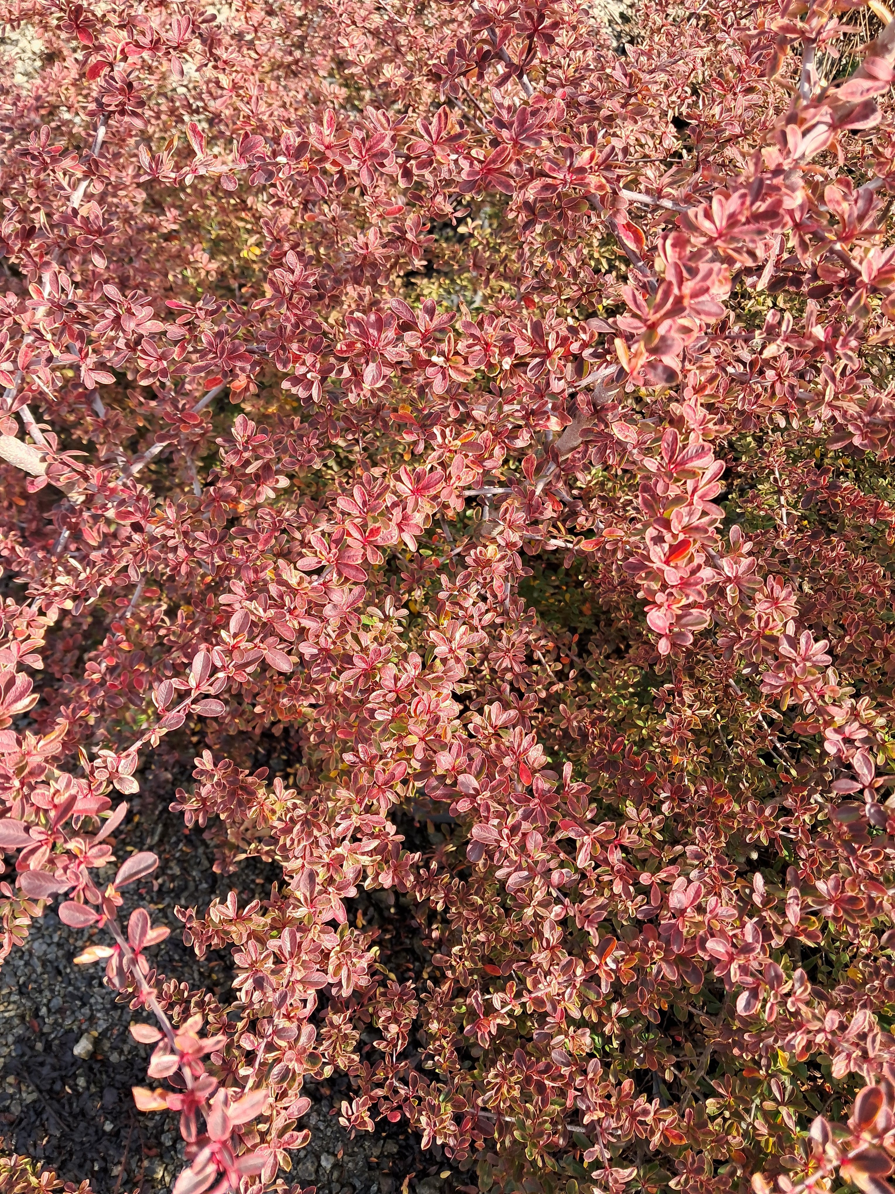 7g Variegated Pyracantha (Scarlet Firethorn)