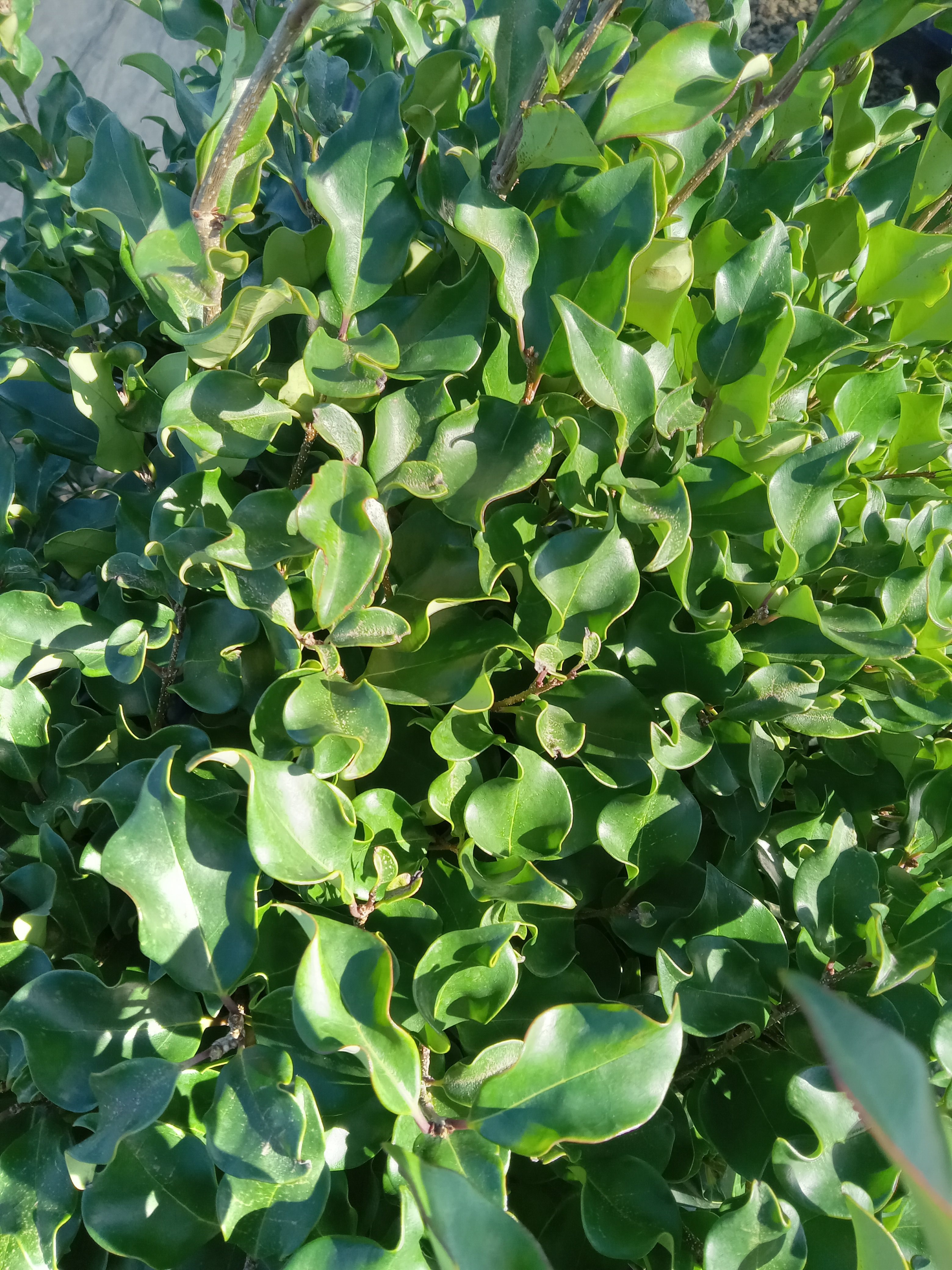 10g Recurve Wavy Leaf Privet